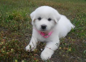 大白熊犬毛發怎么搭理 大白熊犬毛發梳理技巧