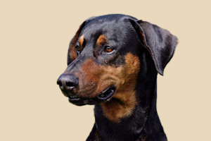 杜賓犬什么時(shí)候發(fā)情期