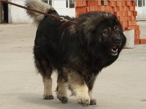 高加索犬吃什么毛色好 高加索犬吃什么對毛發好