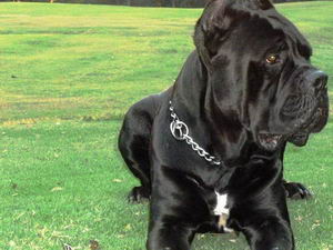 卡斯羅犬怎么養(yǎng) 卡斯羅犬飼養(yǎng)方法及注意事項