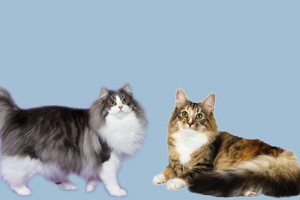 挪威森林貓和緬因貓的區別有哪些