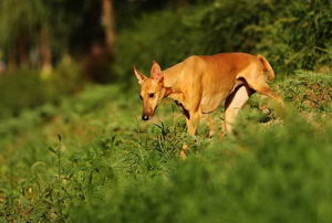 法老王獵犬夏天怎么照顧 法老王獵犬夏天護理喂養方法