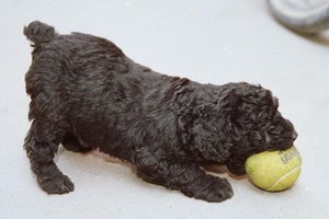 匈牙利牧羊犬怎么養 匈牙利牧羊犬飼養方法及注意事項