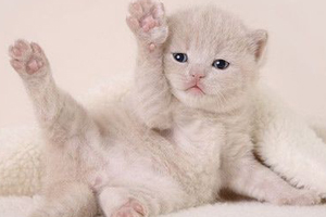 買貓注意事項有哪些