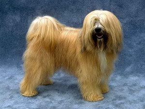 西藏梗有寄生蟲怎么處理 西藏梗寄生蟲預防方法