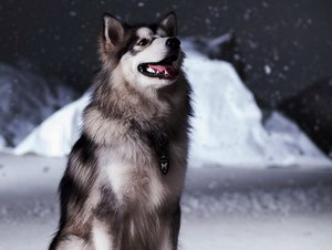 阿拉斯加吃什么牌子的狗糧好 阿拉斯加犬狗糧選擇推薦