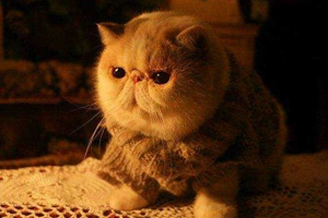 加菲貓?jiān)趺纯囱郾且痪€ 加菲貓判斷方法