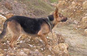 比利時特伏丹犬蛔蟲病怎么治 蛔蟲病治療方法