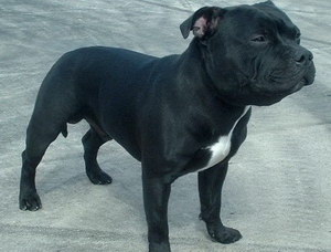 斯塔福郡斗牛梗感冒怎么辦 斯塔福郡斗牛梗感冒護理方法