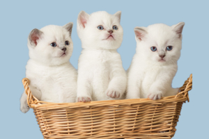 買貓要注意什么