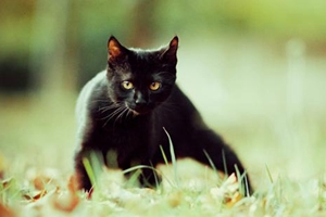 純種孟買貓性格有什么特點