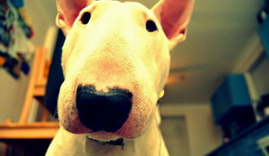 牛頭梗吃什么狗糧好 斗牛梗飲食注意事項