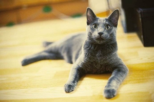 俄羅斯藍(lán)貓和英國(guó)藍(lán)貓的區(qū)別