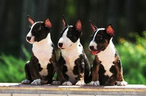 牛頭梗怎么養 斗牛梗喂養方法