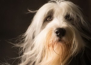 布雷獵犬感冒怎么治療 伯瑞犬感冒護理方法