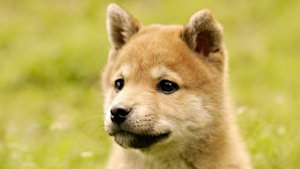 秋田犬怎么美容 秋田犬美容要點介紹