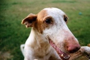 伊比贊獵犬怎么驅蟲 伊比贊獵犬驅蟲方法