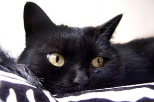 孟買貓和黑貓的區別方法