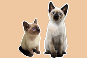 暹羅貓性格怎么樣