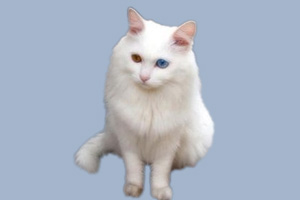 山東獅子貓性格怎么樣