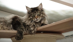 西伯利亞貓與緬因貓有什么區別 二者區別介紹