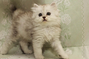 金吉拉貓性格怎么樣