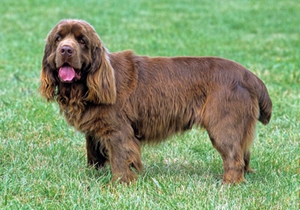 蘇塞克斯獵犬發(fā)燒如何治療 發(fā)燒治療方法