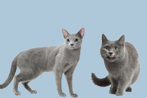 俄羅斯藍貓和英國藍貓的區別有哪些