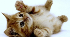 美國(guó)卷毛貓價(jià)格是多少錢(qián) 美國(guó)卷毛貓價(jià)格詳解