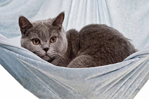 卡爾特貓和英短的區別是什么