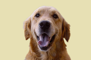 母金毛什么時候發情期