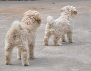 西藏梗感冒怎么治療 西藏梗感冒治療護理方法