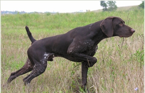 德國短毛波音達(dá)發(fā)燒怎么辦 發(fā)燒治療方法