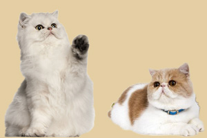 波斯貓和加菲貓的區別有哪些