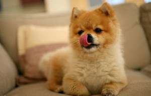 秋田犬吃什么狗糧好 秋田犬狗糧選擇推薦