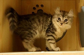 美國卷耳貓多少錢一只 美國卷耳貓價錢