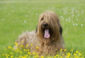 伯瑞犬怎么驅蟲 布雷獵犬寄生蟲防治方法