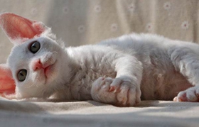 德文卷毛貓得了垂體腫瘤怎么辦 垂體腫瘤治療辦法