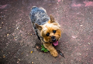 澳大利亞梗得了牙齦炎什么原因 牙齦炎患病原因