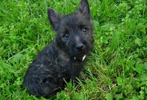 凱恩梗食物中毒怎么辦 凱恩梗食物中毒解決辦法