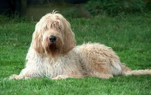 獵水獺犬嘔吐怎么處理 奧達獵犬嘔吐處理方法