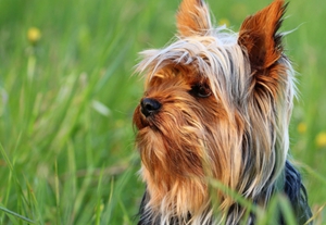 澳大利亞梗咳嗽怎么治療 澳大利亞梗咳嗽治療方法