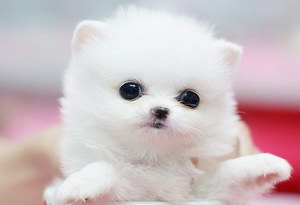 茶杯犬怎么養(yǎng) 茶杯犬飼養(yǎng)方法及注意事項