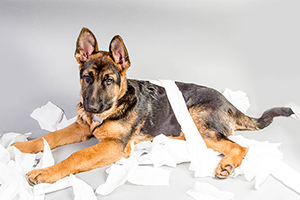 德牧幼犬怎么訓練上廁所