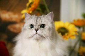 金吉拉貓心肌炎什么原因 金吉拉貓心肌炎原因介紹