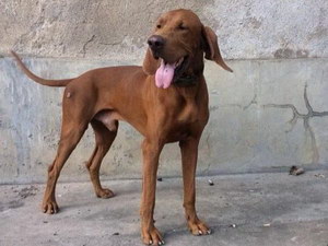 波音達獵犬發燒怎么解決 波音達獵犬發燒處理方案