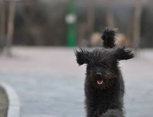 波利犬拉稀怎么辦 波利犬拉肚子解決方法