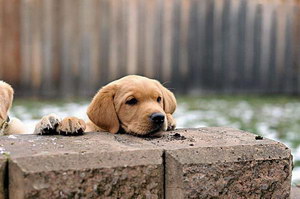 狗狗掉毛嚴重是什么原因 狗狗掉毛嚴重原因及解決方法