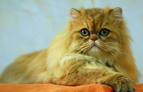 德文卷毛貓生病吃什么 德文卷毛貓生病飲食介紹