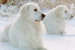 庫瓦茲犬身上有細(xì)菌怎么辦 庫瓦茲犬細(xì)菌處理方法